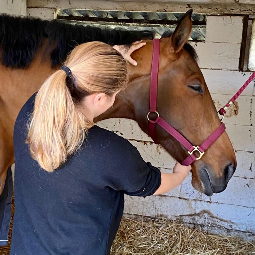 Equine Massage Therapy: preservare la struttura muscolo-scheletrica e la salute psico-fisica del cavallo con Milena Ragazzo Immagine