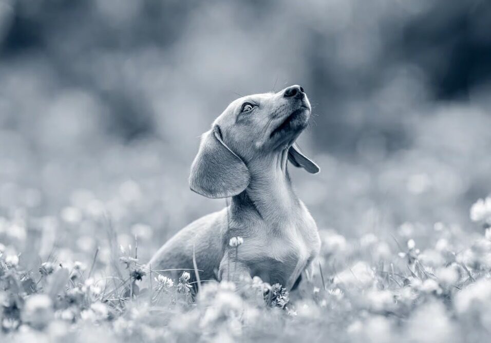 L’eccellenza nella Chirurgia Veterinaria: il percorso e la visione del Dott. Daniele Vergari Immagine