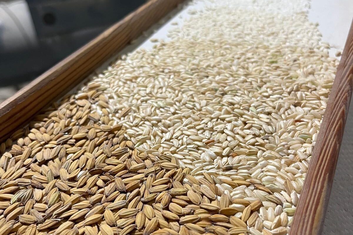 Benvenuti in Riso Gelsi: tradizione, qualità e autenticità dalla Lomellina, Pavia Immagine