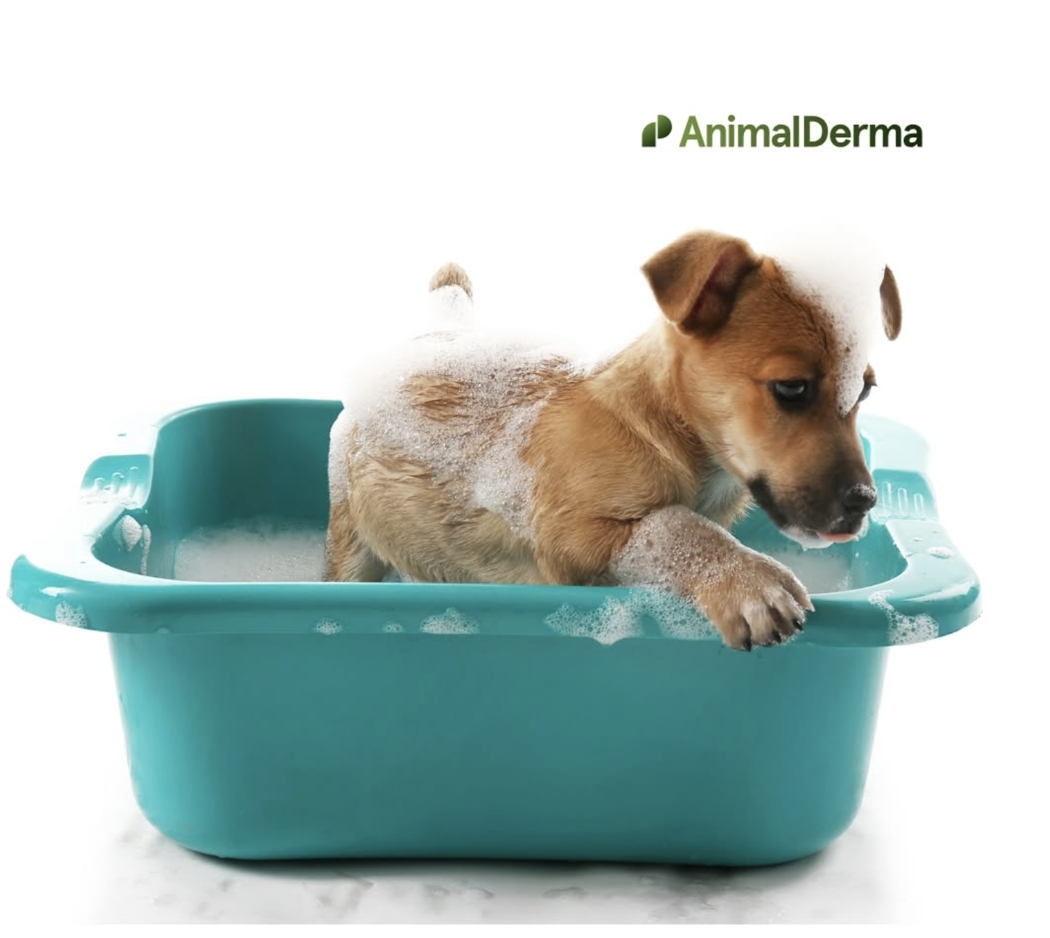 L’esperienza e la passione della Dott.ssa Fabia Scarampella e Animal Derma Immagine