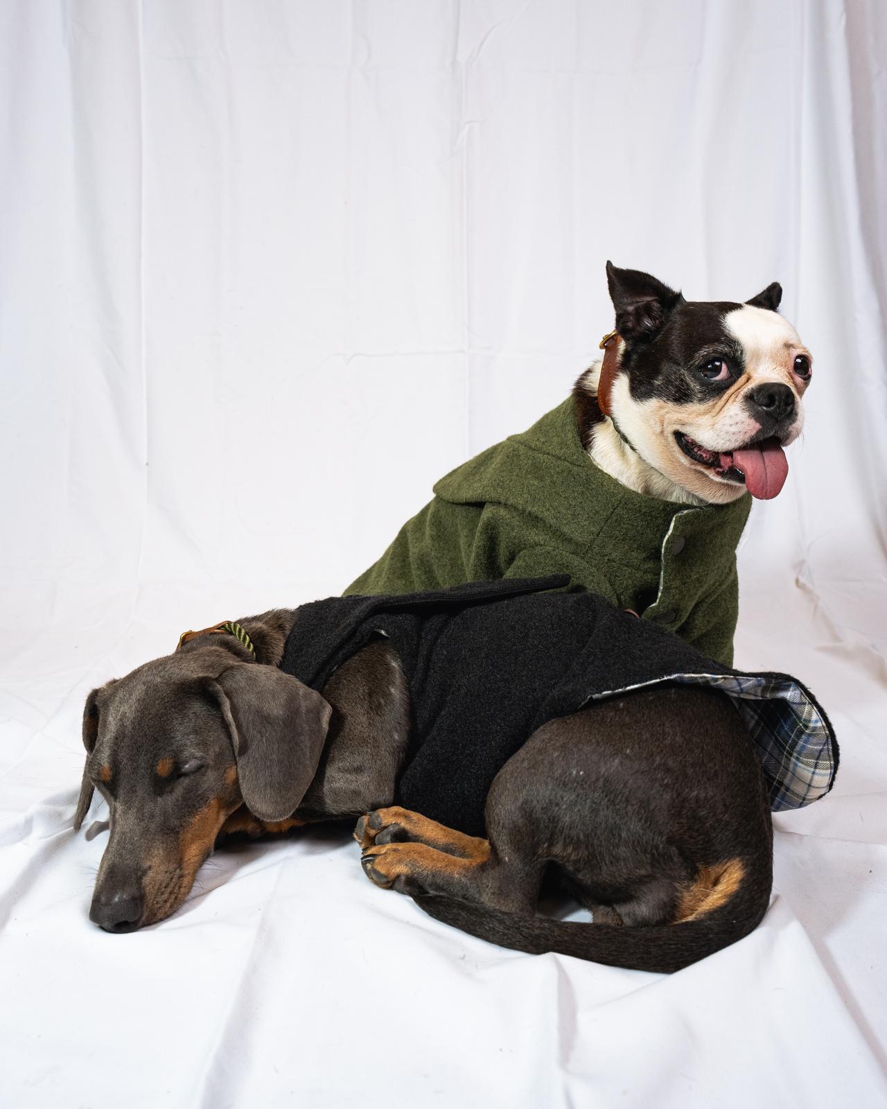 Cavalleri Pet: quando il Made in Italy incontra l’amore per gli animali Immagine