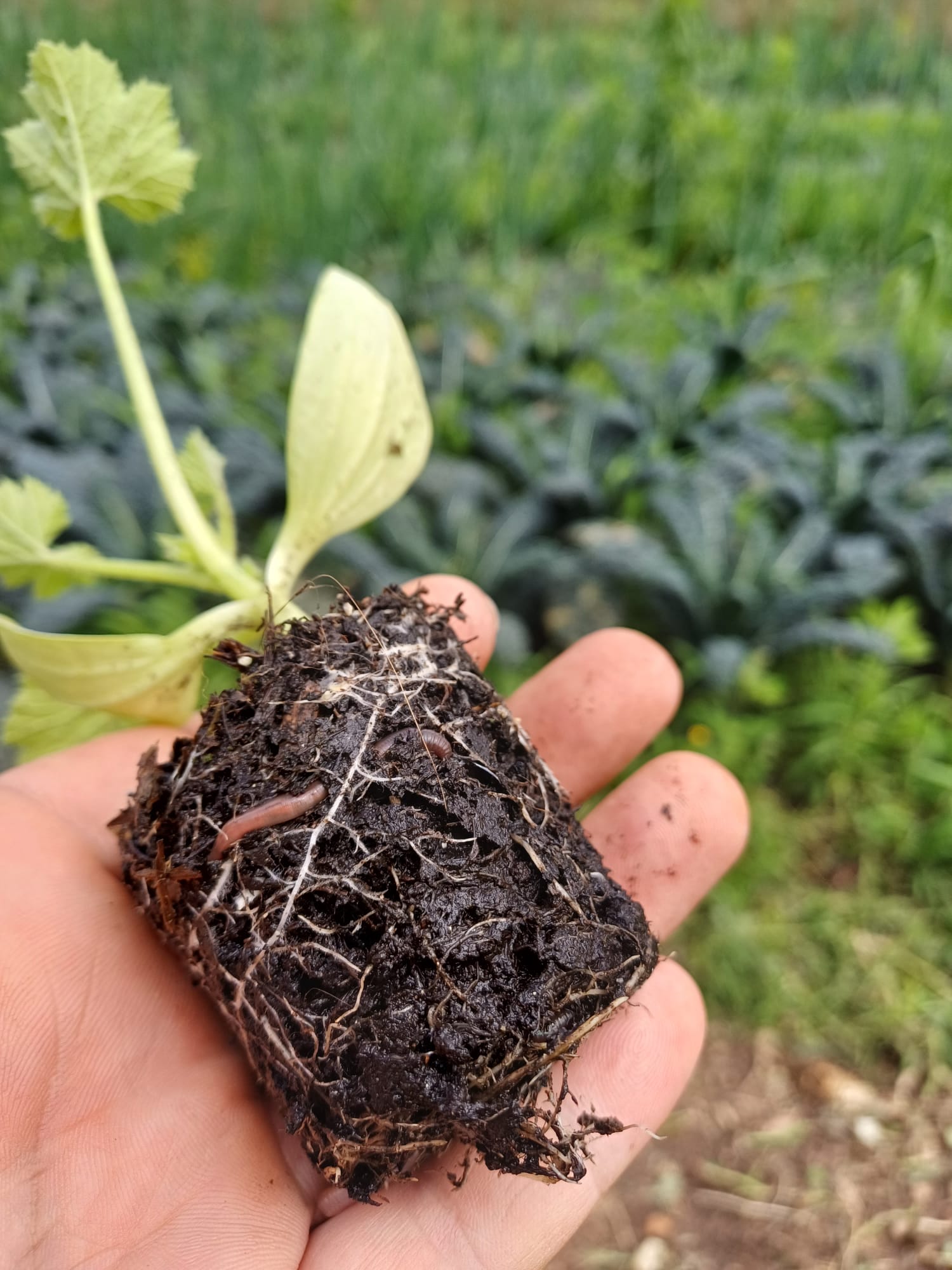 Agribotanica: l’arte verde di Stefano Tambani tra natura, cura del paesaggio e innovazione Immagine